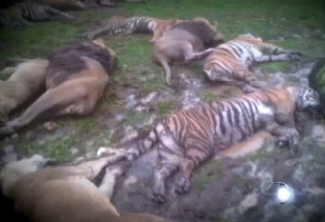 USA, ZENESVILLE: Policja wystrzelała lwy, tygrysy i niedźwiedzie