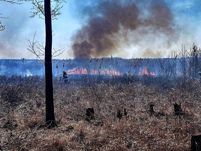 Pożar trzcinowiska nad jeziorem Dargin. Dwóch mężczyzn z zarzutami! Makabra na Mazurach