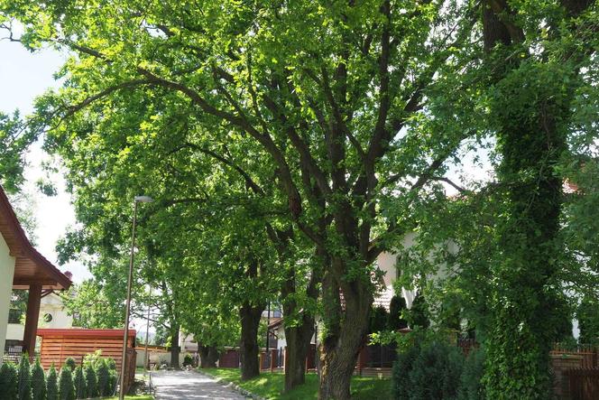 Lublin - propozycja nowych drzew ze statusem pomnika przyrody