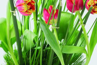 tulipany_BKH4.jpg