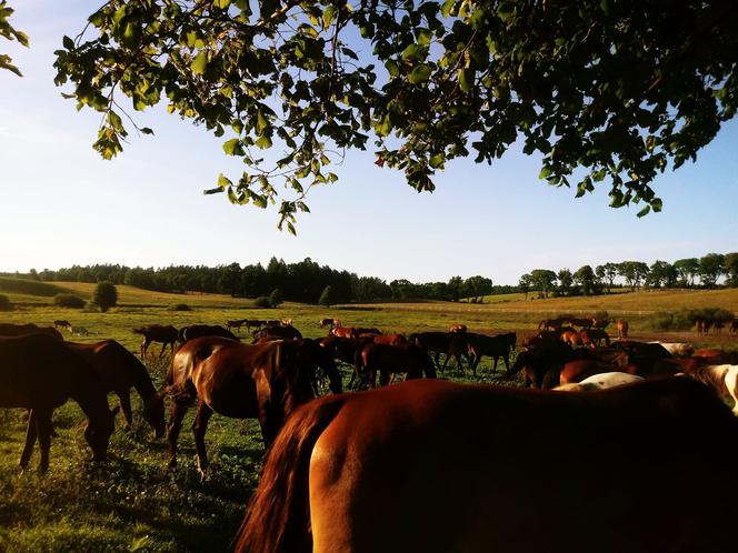 Warmia i Mazury. Wypoczynek bez tłumów