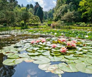 Arboretum w Rogowie