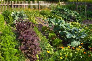 Warzywnik w ogrodzie - jak urządzić? Co warto mieć w ogródku warzywnym?