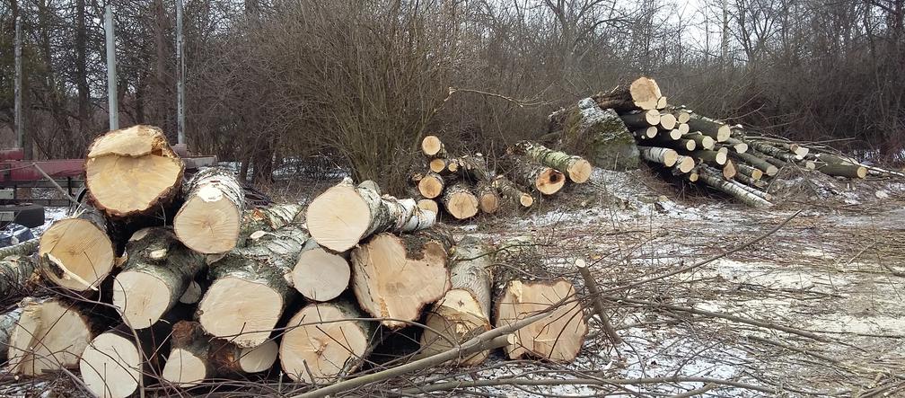 Wielka wycinka drzew przy parku Lotników [AUDIO]