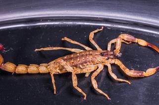 Skorpion