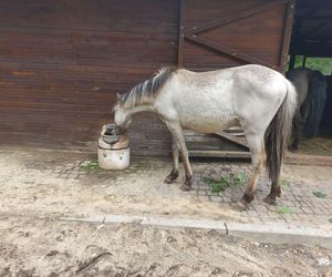 Mini ZOO w Lesznie ma nowych mieszkańców. To owce, konie i osioł