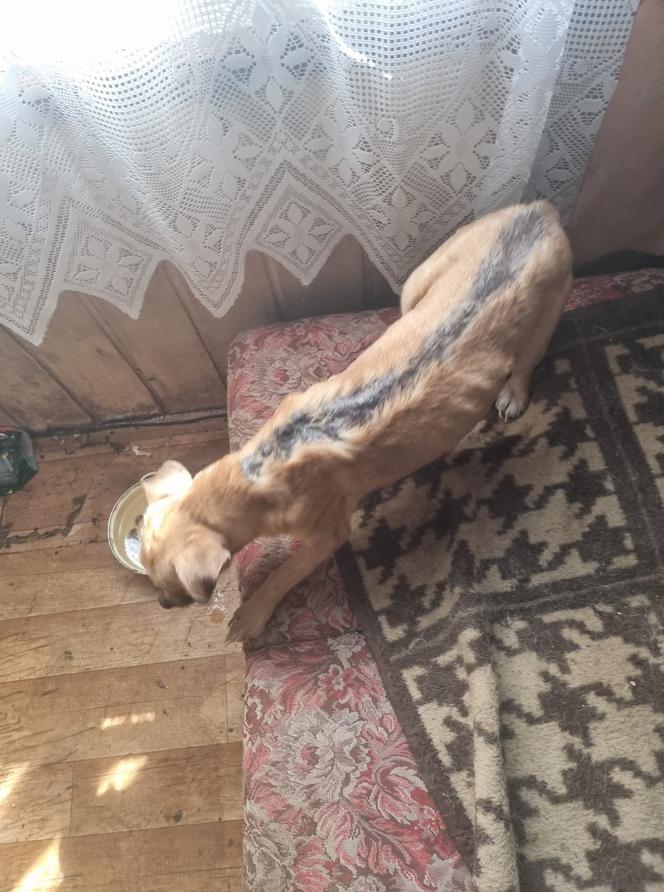 Koszmar zwierząt koło Limanowej. 33 schorowane psy w jednym pomieszczeniu! Zdjęcia mrożą krew w żyłach