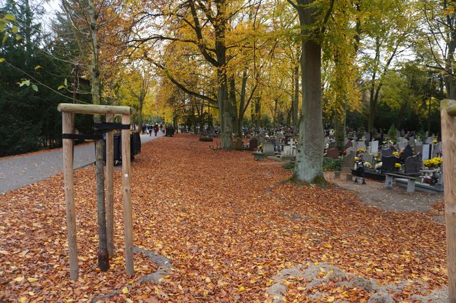 Cmentarz Centralny podczas Wszystkich Świętych