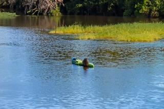Kapibara w Szczecinie