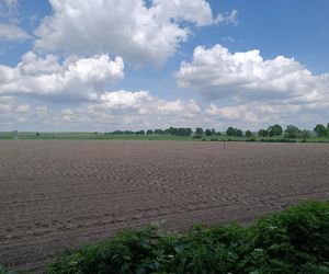 Żurawie zjadły mi kukurydzę