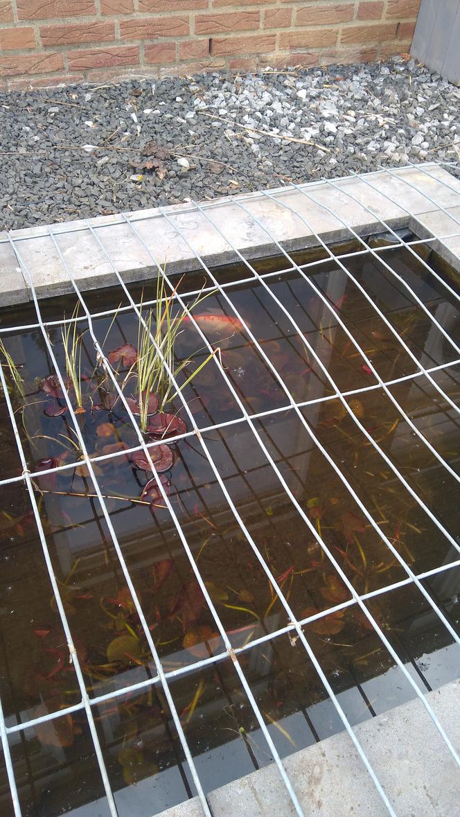 Rybka spadła z nieba