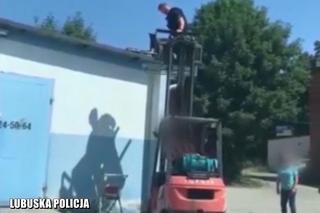 Zielona Góra: Policjanci ratowali psa, który… utknął na dachu