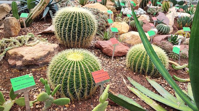 To jeden z najpiękniejszych ogrodów botanicznych w Polsce. Znajduje się na Dolnym Śląsku 