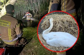 Przegrana walka o życie łabędzia. Leśne Pogotowie pod ostrzałem