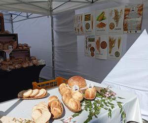 Dożynki Miejskie i Święto Chleba Poznań 2023