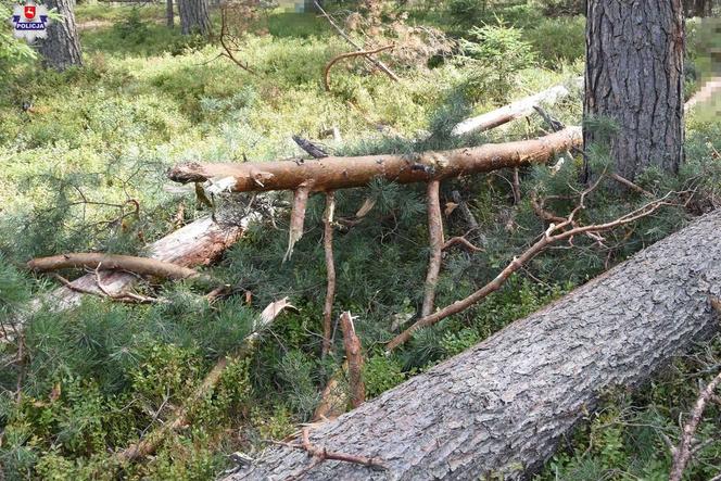 Lubelskie: Wypadek w lesie. Wycinka drzew skończyła się tragedią