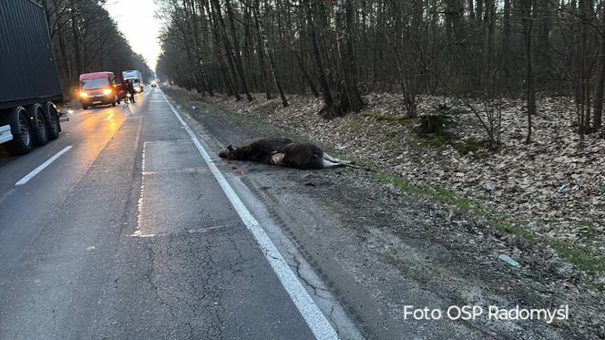 Auto zderzyło się z łosiem