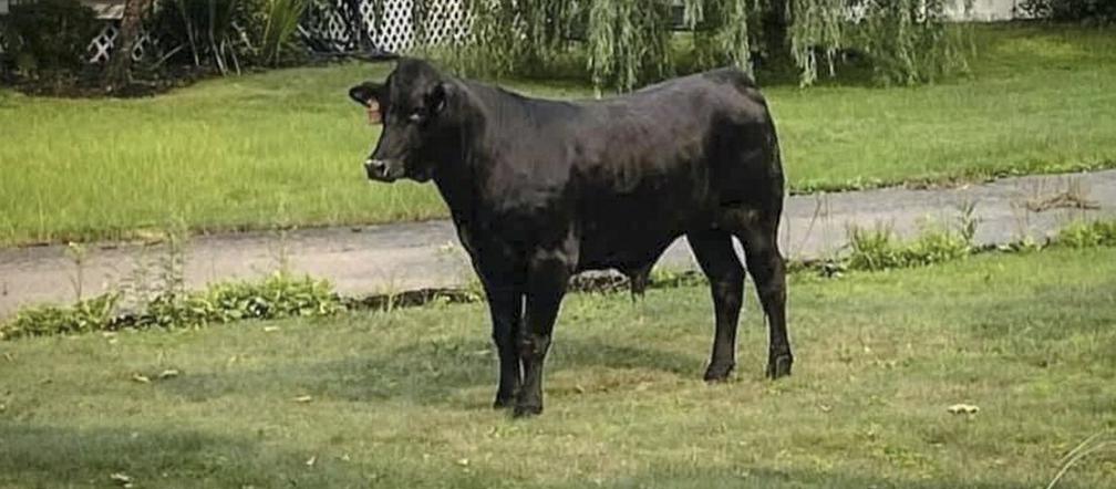 Wszyscy szukają Barneya