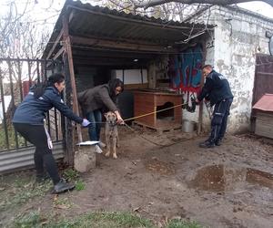 Pies został uratowany z lubelskiej posesji. Na leczenie uzbierano ponad 8 tys. zł