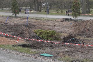 Wycinka żywotników ze skweru w Parku Planty 