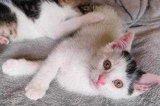 Chcesz mieć kota? Pomyśl o adopcji! Te piękne kociaki czekają na swój dom [ZDJĘCIA]