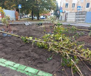 Zamiast asfaltu klomby z roślinami. Zmiany na Tylnej i Wałowej w Lesznie