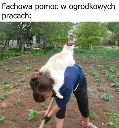 Koty opanowały internet! Memy z mruczkami bawią do łez [TOP 45]