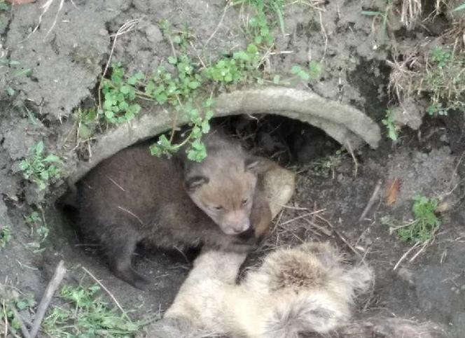 Mamusia lisków zmarła. Młode zostały uratowane. Ten widok chwyta za serce!