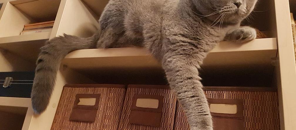 5) British Shorthair – 10 kg