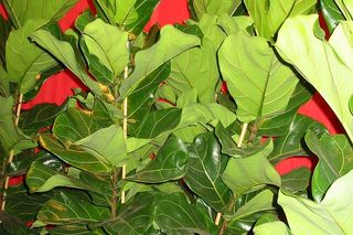 Figowiec lirolistny = fikus liriolistny = figowiec dębolistny - Ficus lyrata