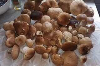 Grzyby znów w lasach w woj. lubelskim. Mamy zdjęcia