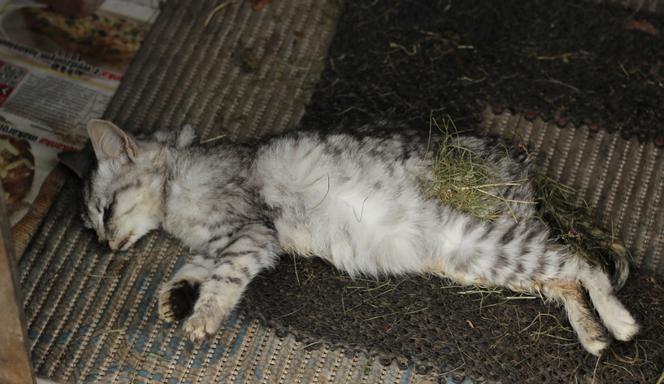 1000 zł za głowę kociego mordercy