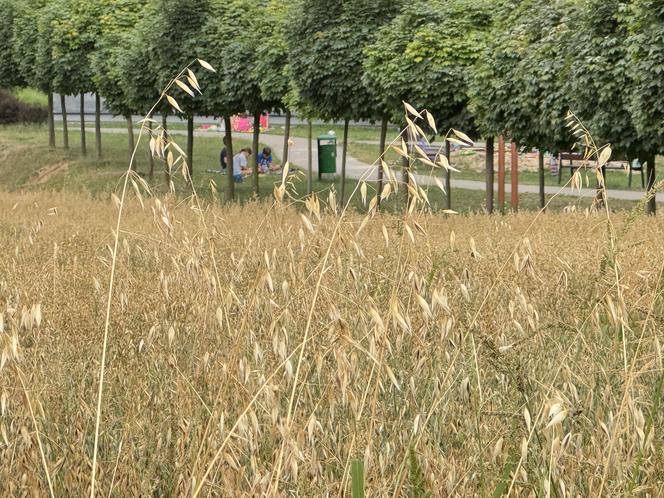 To lubelskie pole było słynne na całą Polskę! Co tu rośnie zamiast konopi? Zobacz