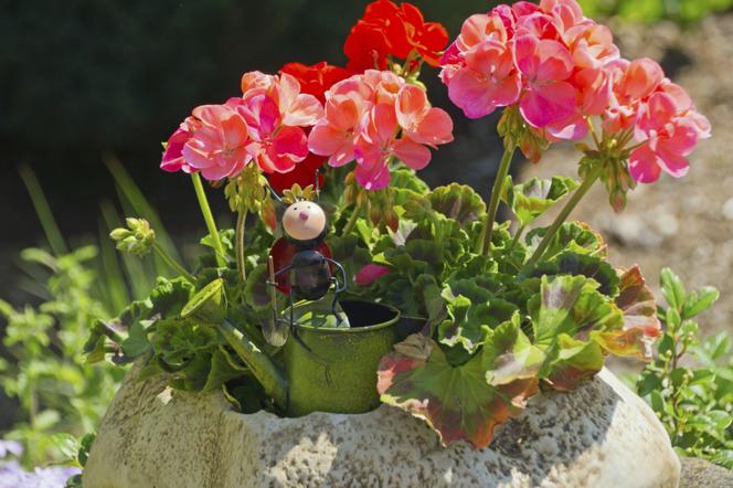 pelargonia.jpg