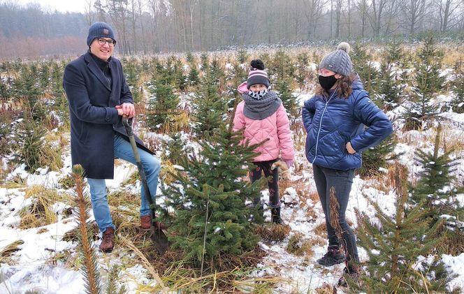 Już w weekend kolejne choinkobranie w Będzinie Grodźcu