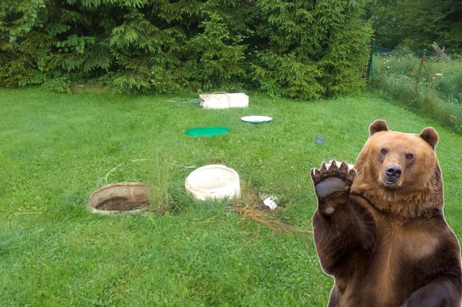 Bieszczady: Niedźwiedź splądrował leśniczówkę. Zajrzał nawet do kanalizacji! 