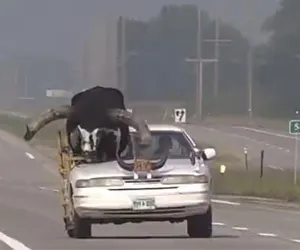 Przewoził byka autem! Niecodzienny widok na drodze