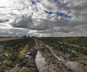 Maciej Siekiera, rolnik z Gałkowic, w szoku po akcji. 60 ton papryki rozdane, gdy zbiór był nieopłacalny.