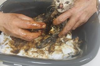 Mały kociak wpadł do smoły. Zwierzak omal nie uniknął śmierci