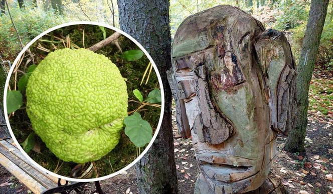 Chodźcie z nami na spacer po Ogrodzie Botanicznym UKW w Bydgoszczy