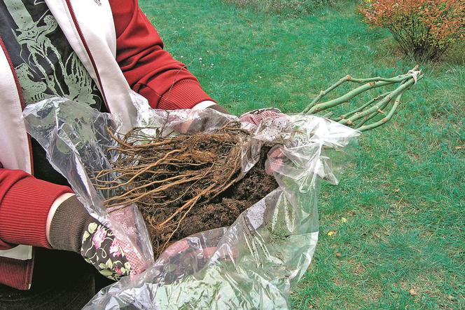 Czy można sadzić krzewy róż, gdy będą przymrozki? Odpowiada ekspert