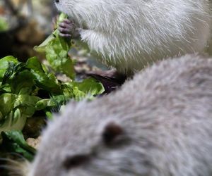 Nutrie w Nutrowisku potrzebują pomocy