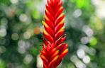 Frizea lśniąca (Vriesea splendens) 