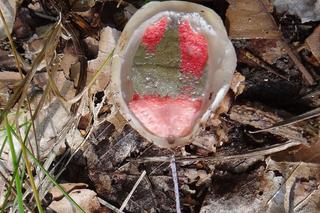 Grzyb o niecodziennym kształcie w polskich lasach. Lepiej omijać go szerokim łukiem [ZDJĘCIA]