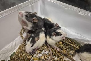 Dramat w Rudzie Śląskiej. Zwierzęta zostały pozostawione na pewną śmierć przy śmietniku