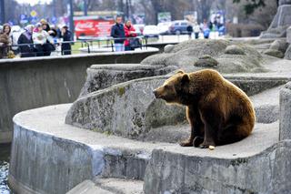 Misie znikną z zoo. Koniec warszawskiej atrakcji i symbolu