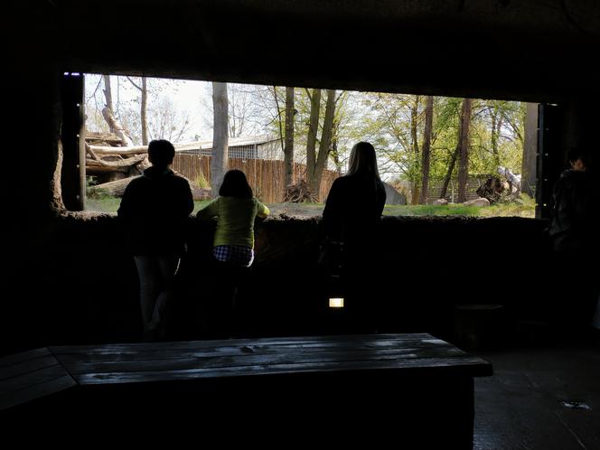 Wilcza Ostoja we wrocławskim zoo