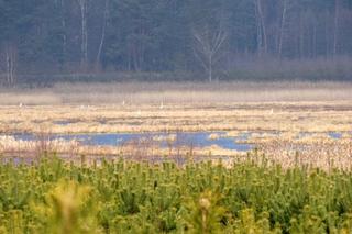   Nowy rezerwat przyrody w warmińsko-mazurskim. Jezioro Mścin zapiera dech w piersiach! [ZDJĘCIA]