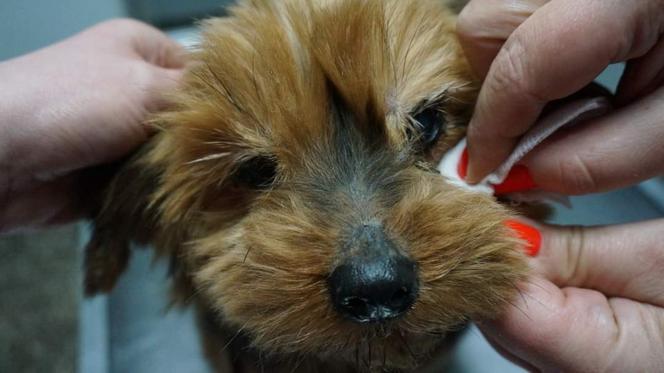 Podopieczni Sos Animals Aleksandrów Łódzki,  porzucone w miejscowości Suliszew