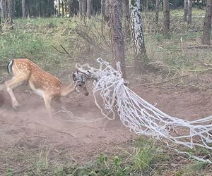  Młody daniel zaplątał się w siatki. Pomogli strażnicy z Gostynia i łowczy [ZDJĘCIA]